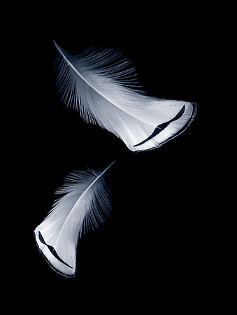 Pas de Deux Series