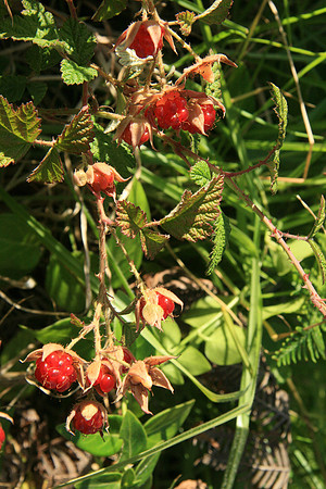 SIMMONDS_LC_Rubus-parvifolius_(Small-leaf_Bramble)-6997_web