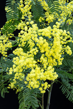 Simmonds_LC_Acacia_nanodealbata-3774