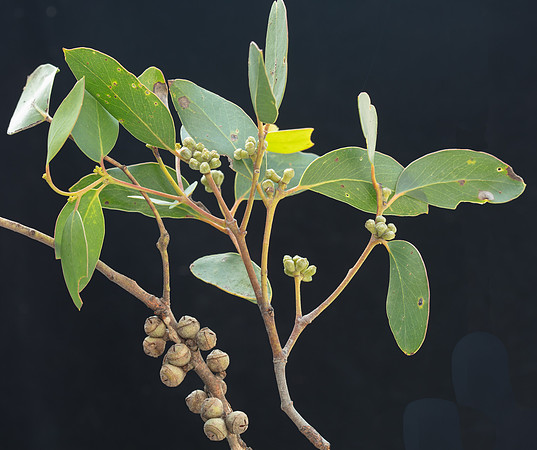 SIMMONDS_LC_Eucalyptus_baxteri-2664