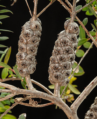 Simmonds_LC_Plant_Guide_Melaleuca_hypericifolia_________________________-2915