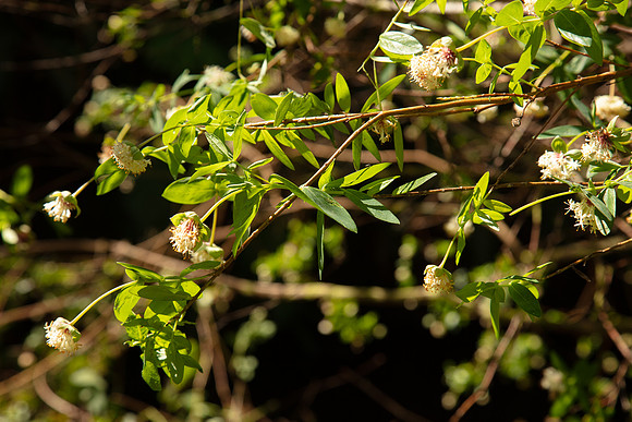 SIMMONDS_LC_PImelea_ligustrina-0223