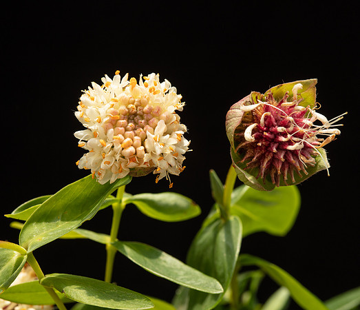 SIMMONDS_TH-Pimelea_Ligustrina-9996