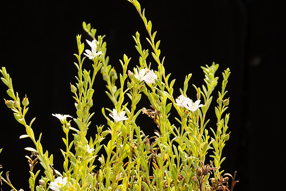 SIMMONDS_LC_Samolus-repens-1889_web