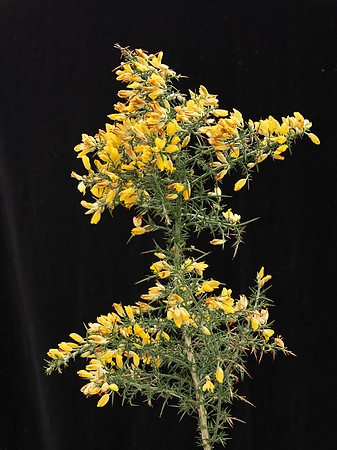 Simmonds_LC_Ulex_europaeus-3815
