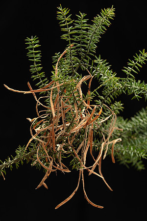 SIMMONDS_LC_Acacia-verticillata-1900_web