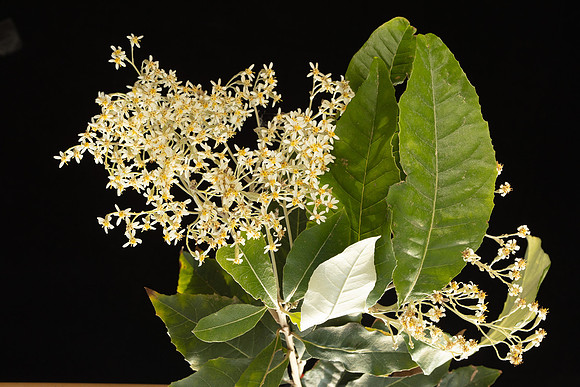 SIMMONDS_AST_Olearia_argophylla-0010_web