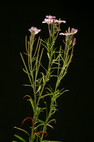 Genera I-O
