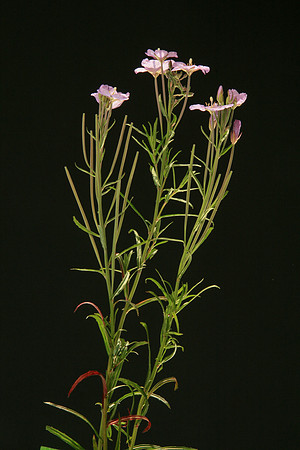 Epilobium pallidiflorum ApolloBay 25Nov2020 Flowering stems (KO)