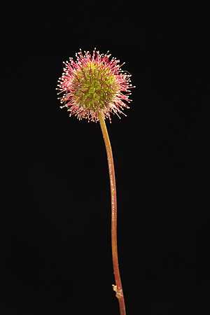 SIMMONDS_LC_Acaena-anserinifolia-2036