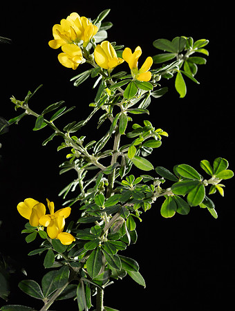 SIMMONDS_LC_Genista_monspessulana-8788-2