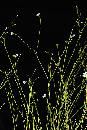 Simmonds_LC_Linum_marginale-2-11