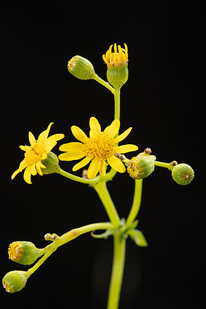 SIMMONDS_LC_Plants_Senecio_pinnatifolius-0926_web