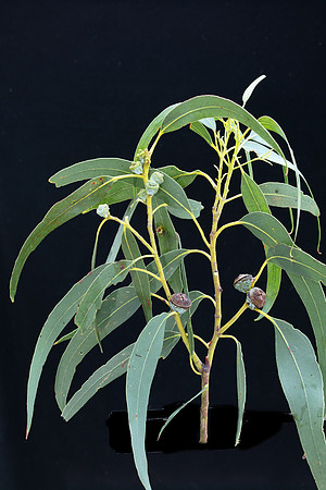 Simmonds_LC_Eucalyptus_globulus_ssp._globulus-3732