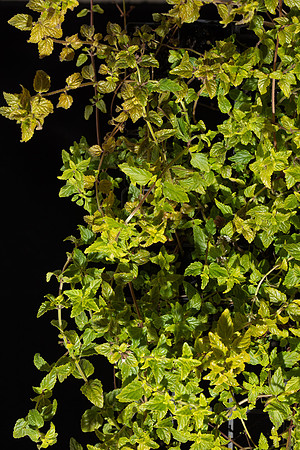 Simmonds_LC_Mentha_laxiflora-6653