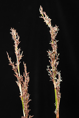 SIMMONDS_LC_Lepidosperma-elatius-2049_web