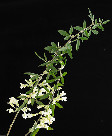 SIMMONDS_LC_Cytisus_palmensis-2909