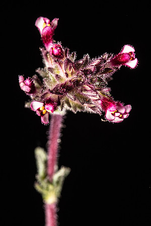 SIMMONDS_LC_Bellardia_latifolia-0465