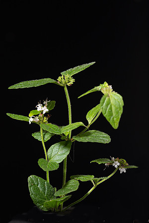 Simmonds_LC_Mentha_laxiflora-2473
