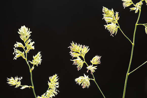 Simmonds_LC_Dactylis_glomerata_Coxfoot-0897_web