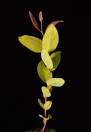 SIMMONDS_LC_Flora_Eucalyptus_ovatum_(Swamp-gum)-0939