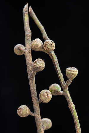 SIMMONDS_LC_Eucalyptus_viminalis-2672