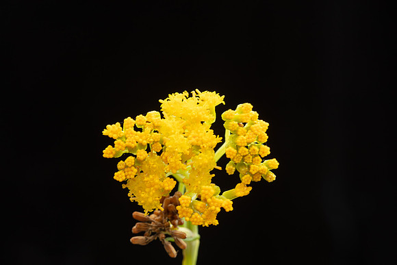 Simmonds_LC_Senecio_odoratus_Scented_groundsel-1920_web